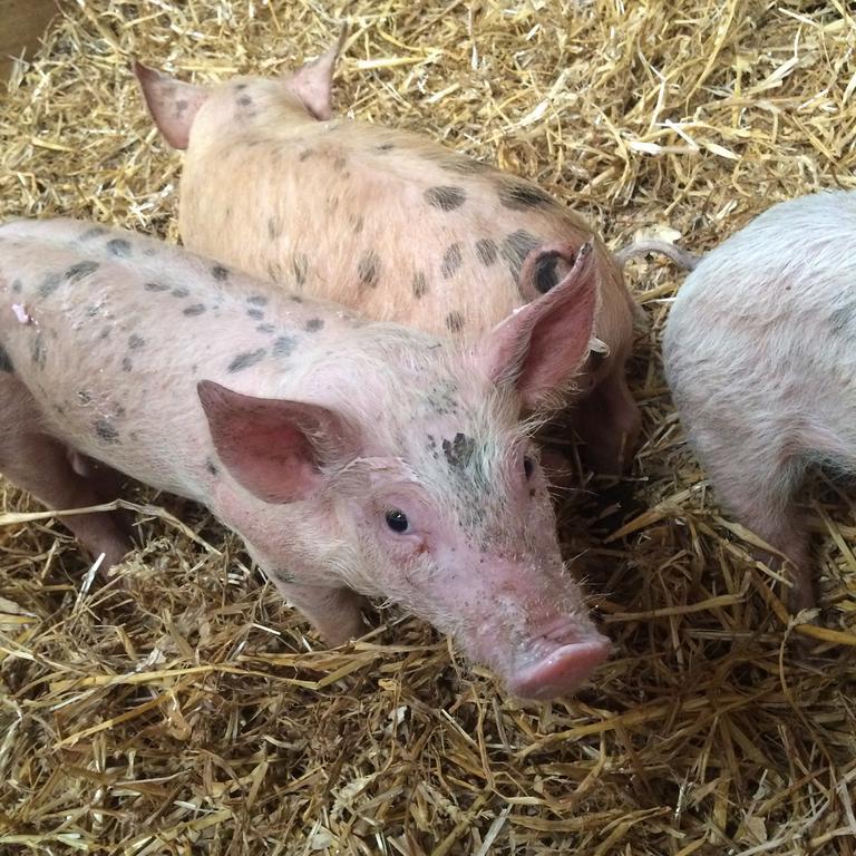 Barton Gate Farm B&B Bude Luaran gambar